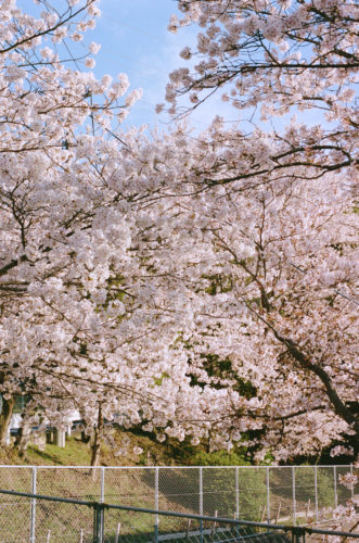 赤木写真展　桜